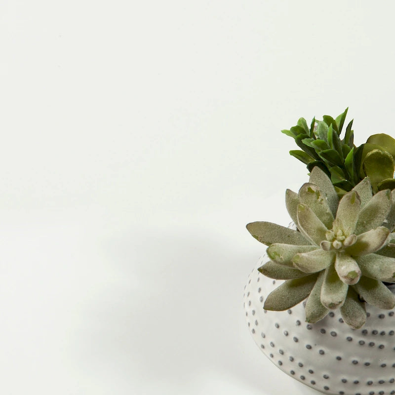 8-Drawer Double Dresser Oak White Contemporary Style